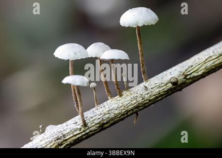 Gros plan de minuscules champignons blancs (Marasmius sp.) Croissance sur branche d'arbre - Pisgah National Forest, près de Brevard, Caroline du Nord, États-Unis Banque D'Images