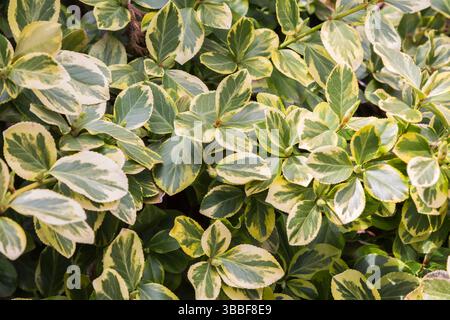 Gros plan d'Euonymus fortunei 'E.T.' - arbuste Wintercreeper au printemps. Banque D'Images
