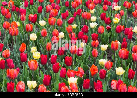 'Hermitage', 'Ruby Prince' Groupe précoce simple et Groupe précoce double 'Foxy Foxtrot' Tulipa - fleurs de tulipe en bordure au printemps. Banque D'Images