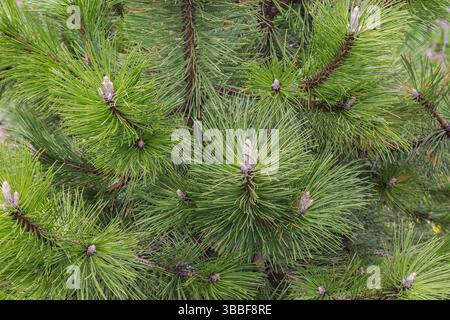 Gros plan des branches de pin noir européen Pinus nigra 'Strypemonde' avec des cônes émergeants au printemps. Banque D'Images
