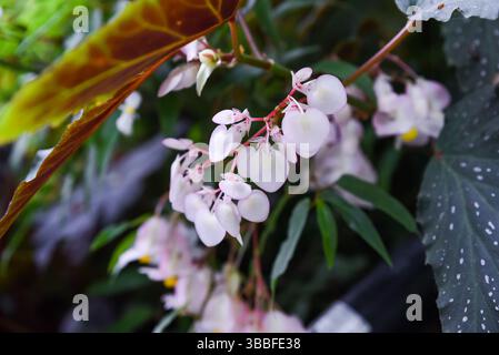 Begonia thurstonii (famille des Begoniaceae) à fleurs blanches à Singapour. Une variante de couleur rare de cette plante ornementale tropicale, cultivée en botanique c Banque D'Images