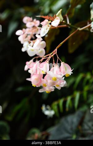 Begonia thurstonii rose fleurit avec des feuilles tachetées (famille des Begoniaceae) dans la serre tropicale de Singapour. Une espèce ornementale populaire pour g ombragé Banque D'Images