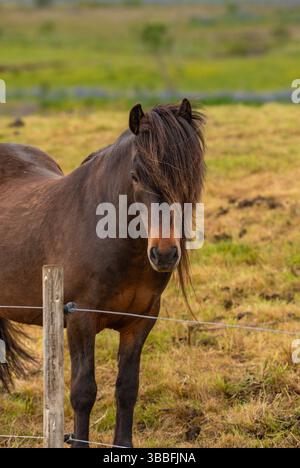 Chevaux islandais robustes se nourrissant dans les pâturages du Nord animés Banque D'Images