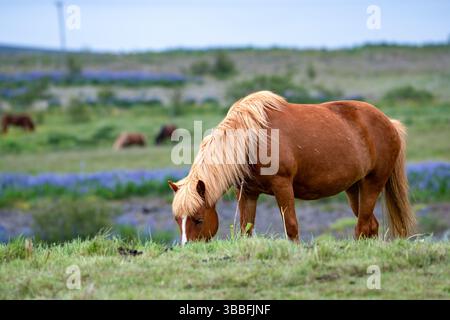 Chevaux islandais robustes se nourrissant dans les pâturages du Nord animés Banque D'Images