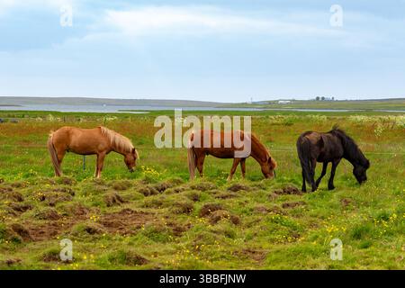 Chevaux islandais robustes se nourrissant dans les pâturages du Nord animés Banque D'Images