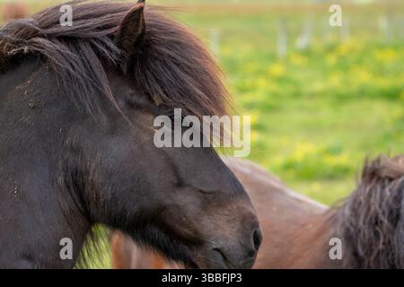 Chevaux islandais robustes se nourrissant dans les pâturages du Nord animés Banque D'Images