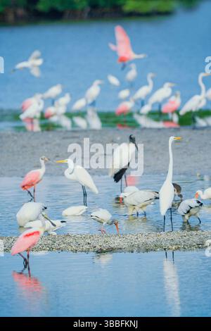 Groupe de grands aigrettes blanches (Ardea alba) et de roseate Spoonbels (Platalea ajaja) et Wood Stork (Mycteria Americana) pêche, île de Sanibel, J.N. DIN Banque D'Images