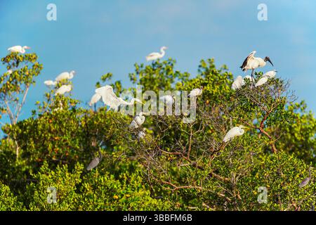 Groupe de grands aigrettes blanches (Ardea alba) et de bois de porc (Mycteria Americana) perçant sur un arbre, île Sanibel, J.N. Ding Darling National Wildlife Ref Banque D'Images