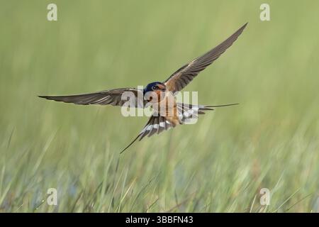 Hirondelle grange (Hirundo rustica) volant, Texas, États-Unis, Amérique du Nord Banque D'Images