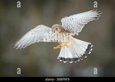 Kestrel commun, Falco tinnunculus, petit oiseau de proie volant, Allemagne. Oiseau sur le mur de pierre. Scène sauvage de nature européenne. Oiseau en vol. Sauvage Banque D'Images