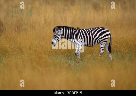 Delta de l'Okavango, zèbre. Zèbre avec herbe jaune dorée. Zèbre de Burchell, Equus quagga burchellii, parc national de Nxai Pan, Botswana, Afrique. Anima sauvage Banque D'Images