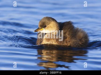 Petit Grebe (Tachybaptus ruficollis), Peniche, Portugal, Europe Banque D'Images