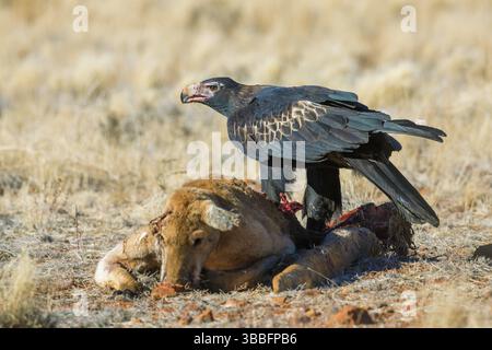 Aigle à queue cunéiforme (Aquila audax) se nourrissant de charoie de kangourou rouge (Macropus rufus), Australie méridionale, Australie, Océanie Banque D'Images
