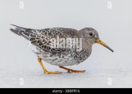 Meerstrandlaeufer, Calidris maritima Purple Sandpiper, Calidris maritima Banque D'Images