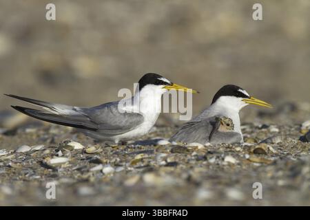 Petite Terne (Sternula albifrons) paire avec poussin, Andalousie, Espagne, Europe Banque D'Images