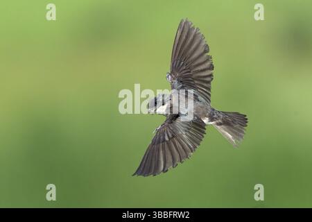 Hirondelle des arbres (Tachycineta bicolor) volant, Colorado, États-Unis, Amérique du Nord Banque D'Images