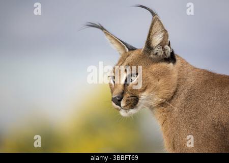 Caracal (Caracal Caracal) Portrait adulte, Castille-la Manche, Espagne, Europe Banque D'Images