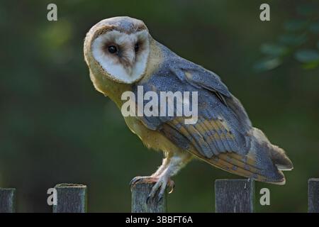 Hibou de la grange assis sur une clôture en bois avec fond vert foncé, oiseau dans l'habitat, république tchèque, Europe centrale Banque D'Images