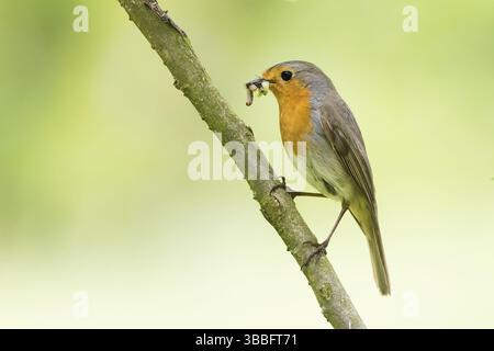 Un robin (Erithacus rubecula) avec une proie dans son bec assise sur une branche, Hesse, Allemagne, Europe Banque D'Images