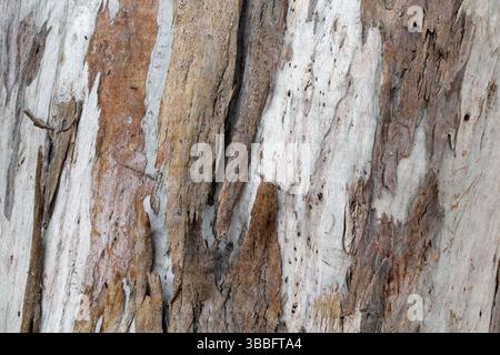 Gros plan fond texturé d'écorce sur un arbre d'eucalyptus Banque D'Images