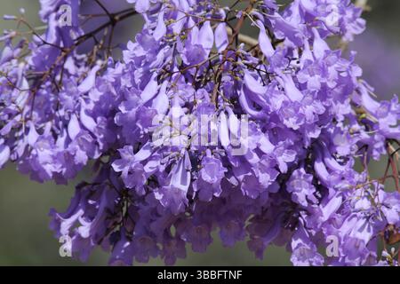 Gros plan de fleurs violettes sur un arbre jacaranda Banque D'Images