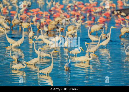 Groupe de pêche aux grands aigrettes blanches (Ardea alba) et aux spaons de roséate (Platalea ajaja), île de Sanibel, J.N. Réserve naturelle nationale Ding Darling, Banque D'Images