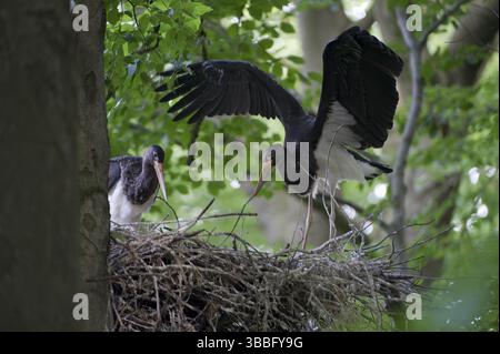 Nid de cigogne noire (Ciconia nigra), Saxe, Allemagne, Europe Banque D'Images