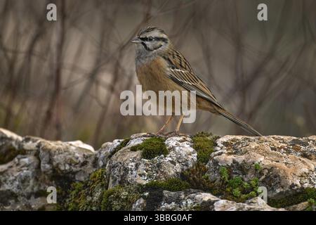 Bunkting de roche, Emberiza cia, oiseau de passereau, dans la nature habitat de montagne de roche à Torcal de Antequera est une réserve naturelle dans la Sierra del Torcal in Banque D'Images