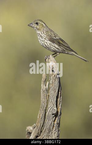 Finch de Cassin (Haemorhous cassinii) femelle, Oregon, USA, Amérique du Nord Banque D'Images