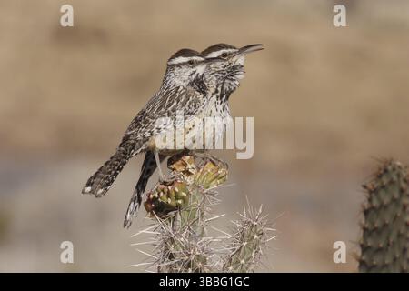 Cactus Wren (Campylorhynchus brunneicapillus), Californie, États-Unis, Amérique du Nord Banque D'Images
