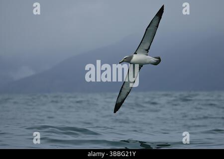 Albatros de Salvin (Thalassarche salvini) volant, Kaikoura, Nouvelle-Zélande, Océanie Banque D'Images