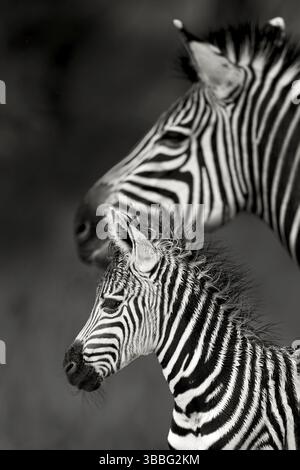 Mère zèbre de Burchell (Equus burchellii) avec gros plan sur le poulain, Limpopo, Afrique du Sud, Afrique Banque D'Images