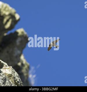 Eurasian Crag Martin (Ptyonoprogne rupestris) volant, Estrémadure, Espagne, Europe Banque D'Images