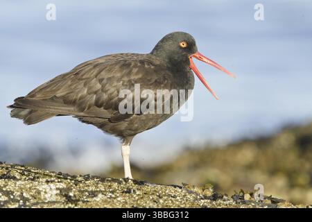 Oystercatcher noir (Haematopus bachmani), Colombie-Britannique, Canada, Amérique du Nord Banque D'Images