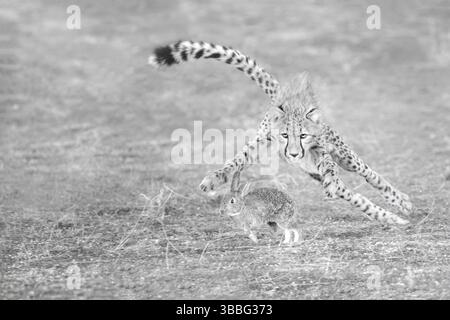 Guépard (Acinonyx jubatus) chasseur de lapin, Castille-la Manche, Espagne, Europe Banque D'Images