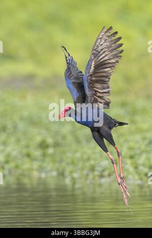 Swamphène australasien (Porphyrio melanotus) dans une zone humide de Papouasie Nouvelle Guinée Banque D'Images