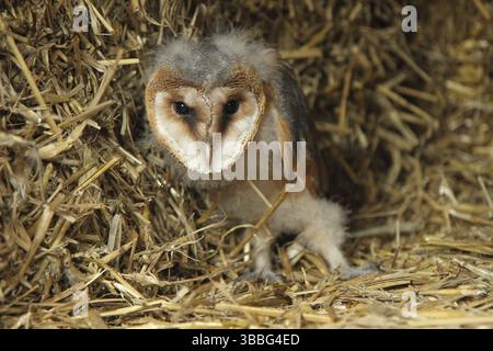 Chouette de l'Ouest (Tyto alba) juvénile, basse-Saxe, Allemagne, Europe Banque D'Images