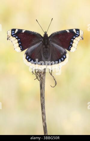 Der Trauermantel (Nymphalis antiopa) mit geoeffneten Fluegeln von der Oberseite Banque D'Images