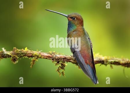 Colibri en vol, habitat naturel de forêt verte, Hillstar à queue blanche, Urochroa bougueri, Montezuma, Colombie, Amérique du Sud Banque D'Images
