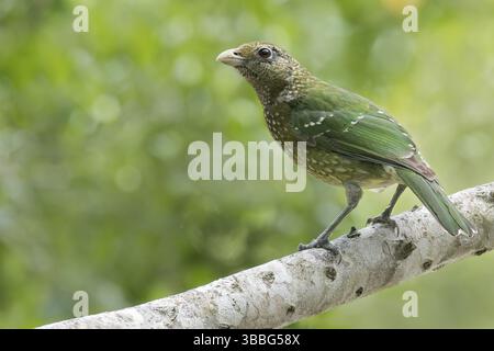 Oiseau à chat vert (Ailuroedus crassirostris) perché sur une branche dans l'est de l'Australie Banque D'Images