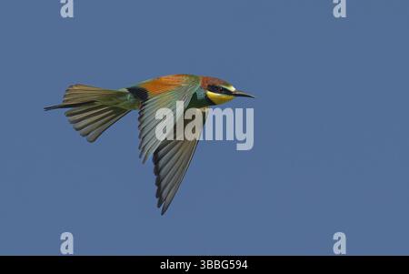Bienenfresser (Merops apiaster) Banque D'Images