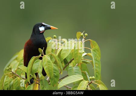 Montezuma Oropendola, Psarocolius montezuma, portrait d'oiseau exotique du Costa Rica, marron avec tête noire et bec orange, fond vert clair. W Banque D'Images