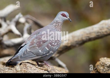 Pigeon moucheté (Columba Guinea), Namibie, Afrique Banque D'Images