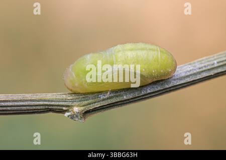 Die Puppe des Kronwicken-Blaeuling (Plebejus argyrognomon) Banque D'Images