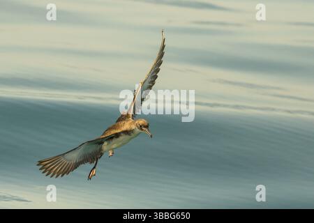 Yelkouan Shearwater (Puffinus yelkouan) vol, Toscane, Italie, Europe Banque D'Images
