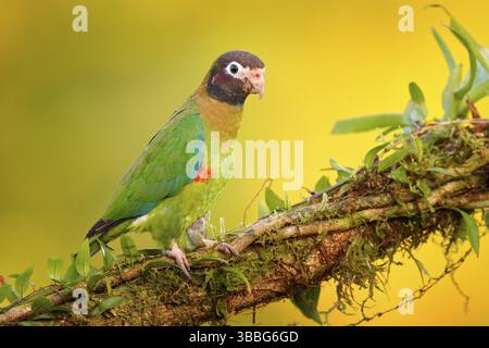 Perroquet à capuchon brun, Pionopsitta haematotis, portrait de perroquet vert clair à tête brune. Gros plan détaillé d'un oiseau d'Amérique centrale. Wi Banque D'Images