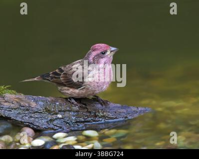 Un pinson mauve mâle (Haemorhous purpureus) boit dans un étang d'arrière-cour à Saskatoon, en Saskatchewan Banque D'Images
