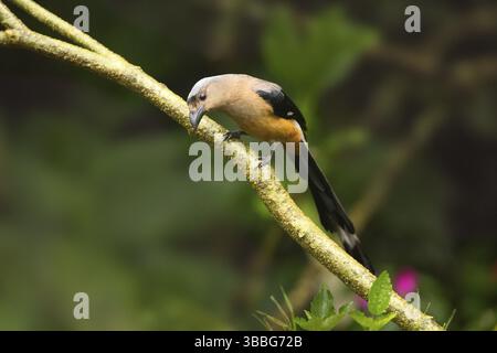 Treepie de Bornean (Dendrocitta cinerascens) perché sur une branche, Sabah, Malaisie, Asie Banque D'Images