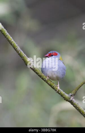 Finlandais à sourcils rouges (Neochmia temporalis), Queensland, Australie, Océanie Banque D'Images
