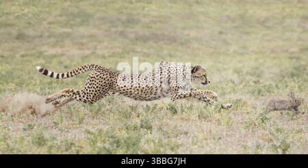 Guépard (Acinonyx jubatus) lapin de chasse et de course, Castille-la Manche, Espagne, Europe Banque D'Images